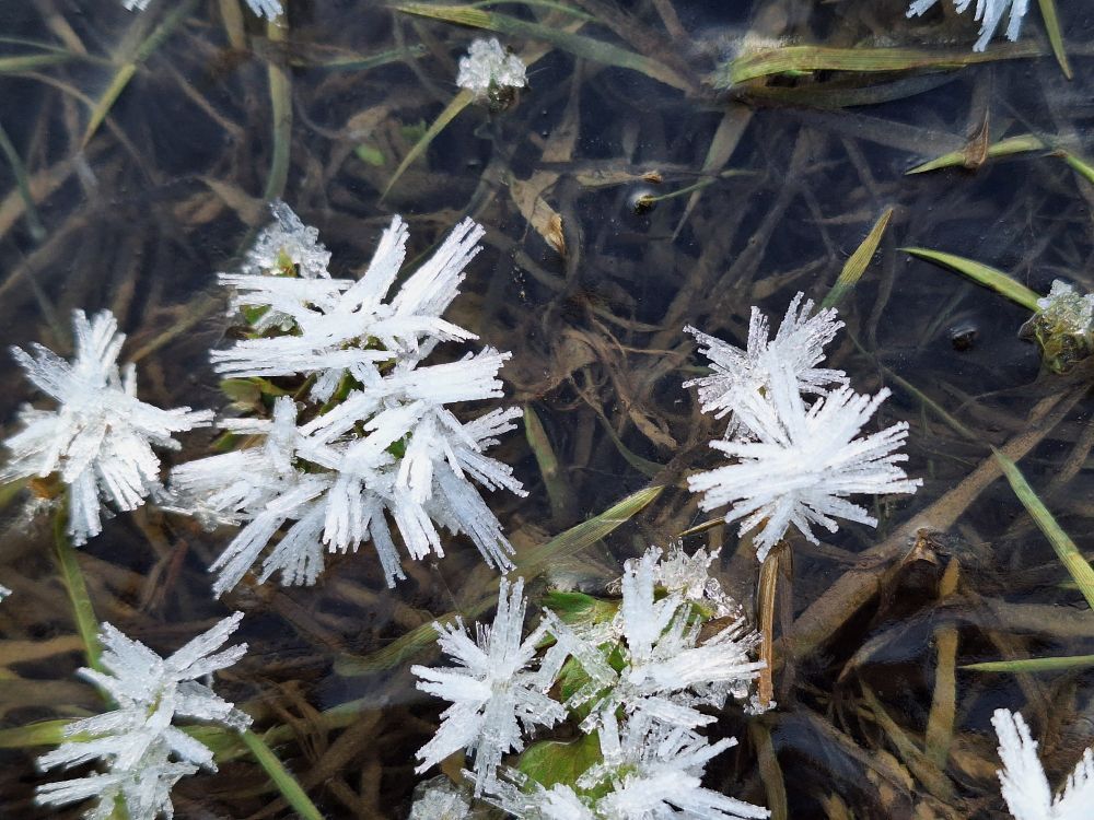 Ice crystals on grass stalks in a frozen field 