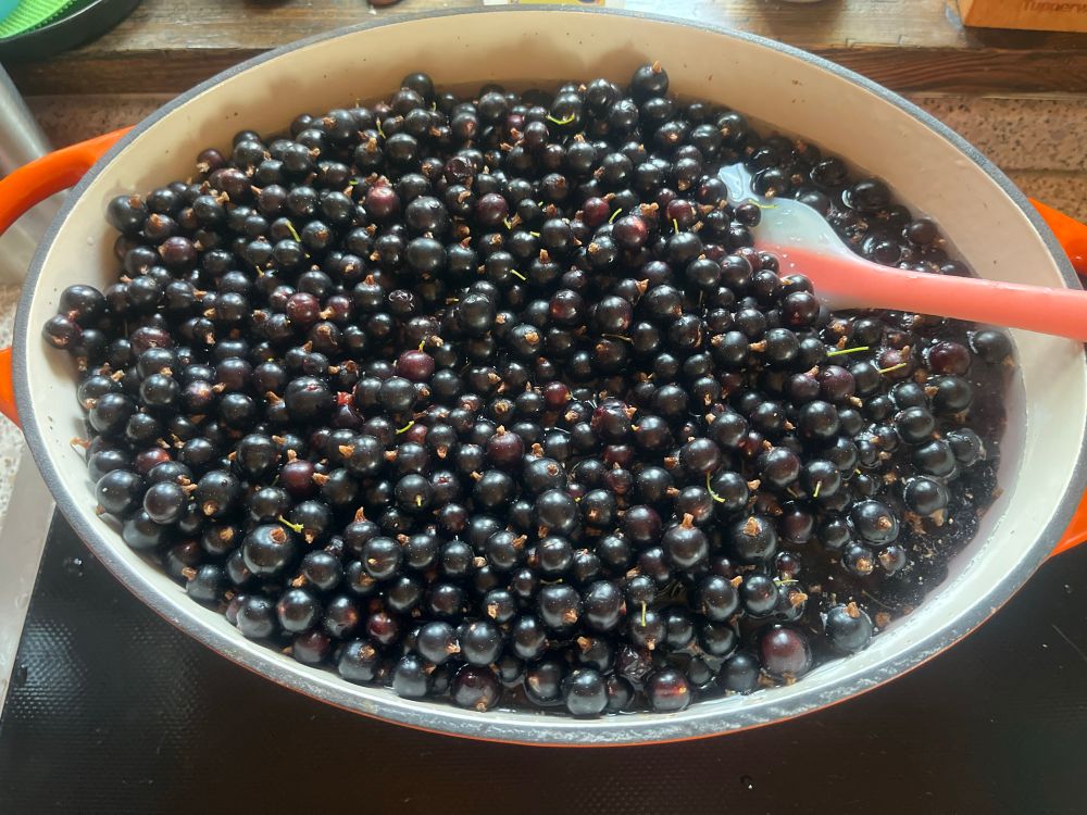 4kg schwarze Johannisbeeren in einem ovalen großen Gusstopf auf der Herdplatte