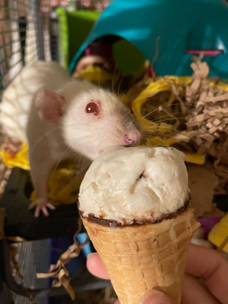 A rat licking an ice cream cone 
