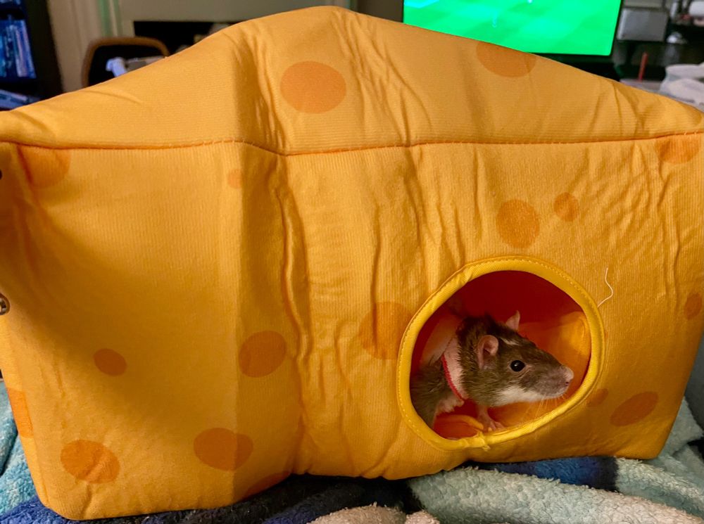 A rat in a bed shaped like a giant piece of cheese