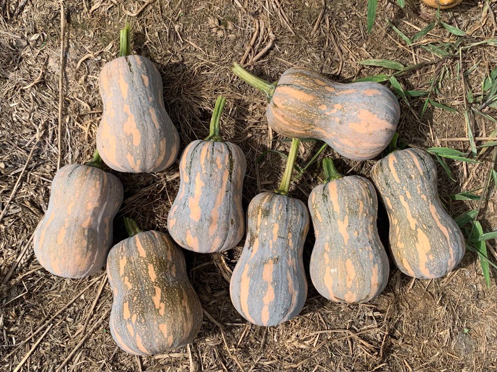 8 butternuts lying on the ground.