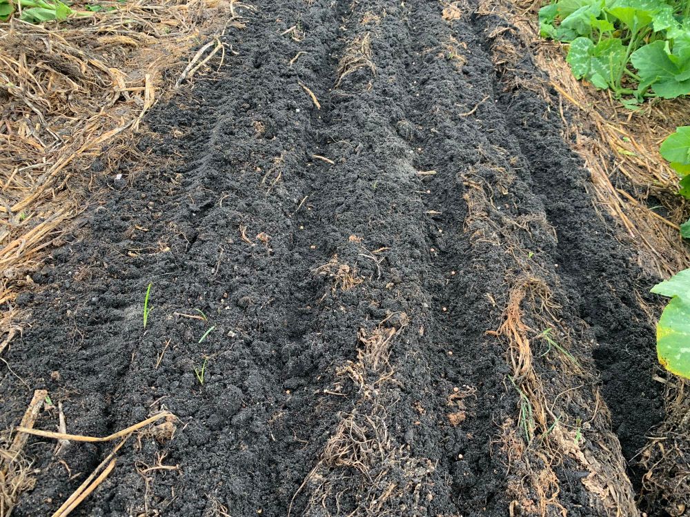 A garden bed with four rows of beet seed.