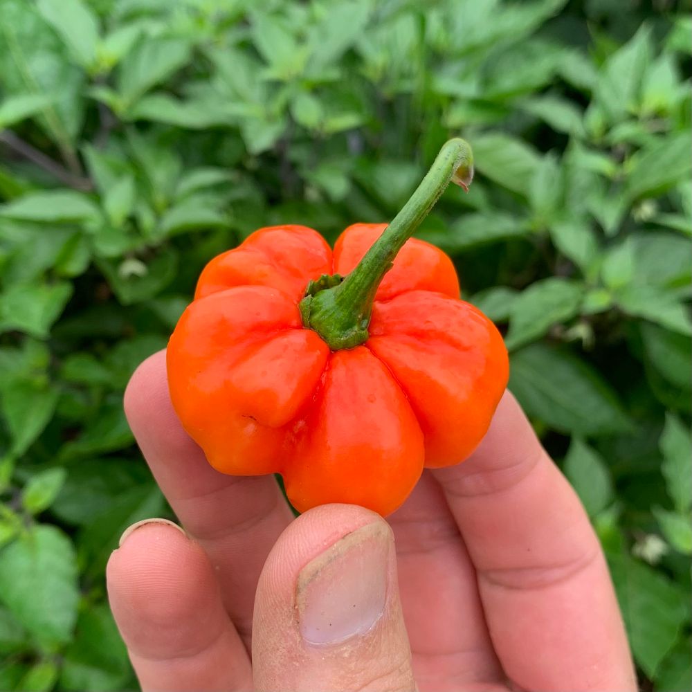 ‘Carnaval’ seasoning pepper - a lobed red pepper shaped like a pumpkin.