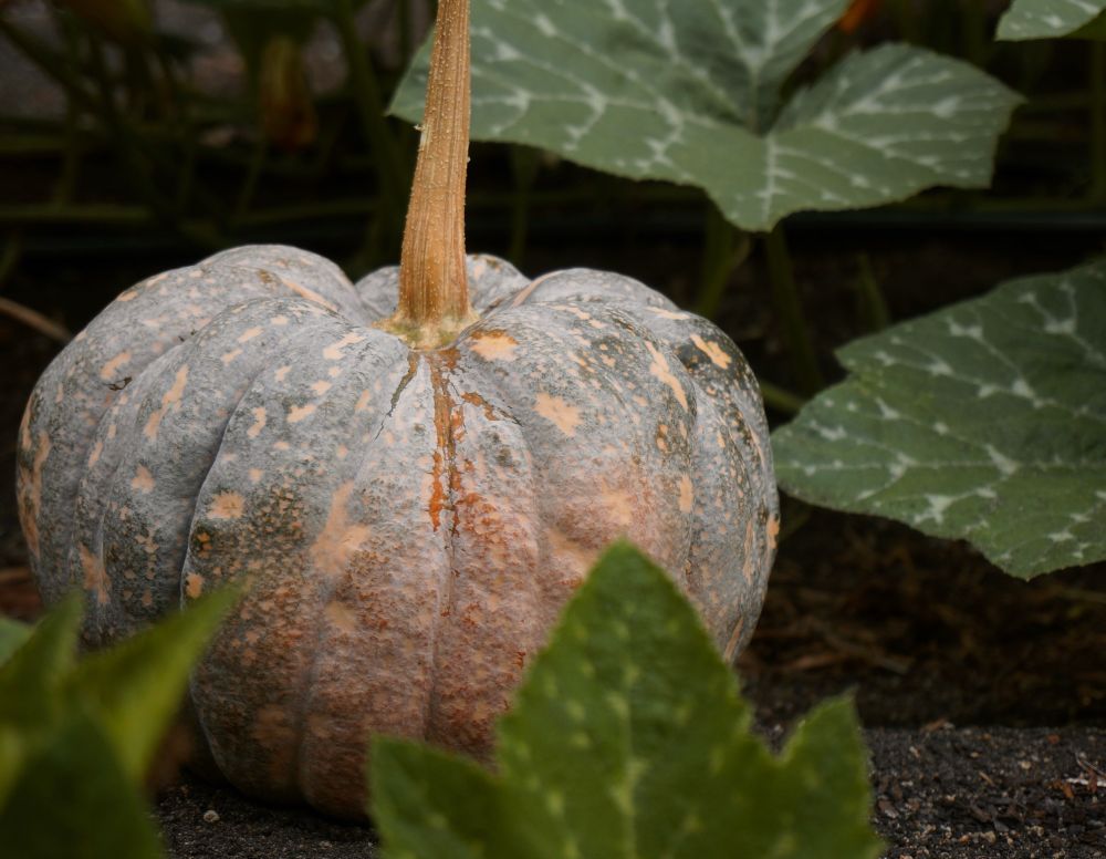 Photo of a pumpkin in a pumpkin patch.