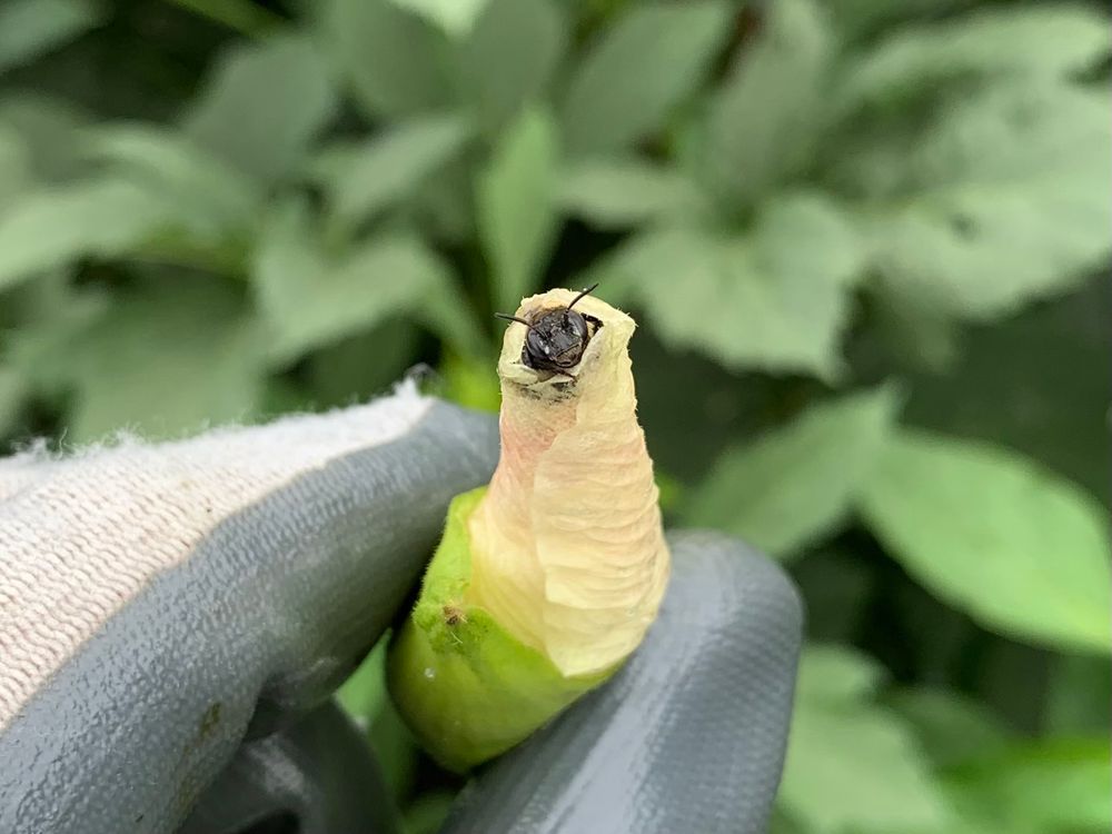 Holding a closed okra flower with a bee’s head sticking out.