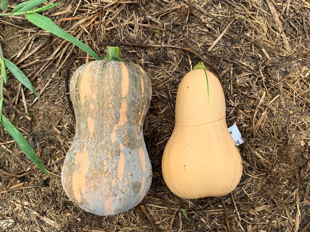 Two of 15 butternuts harvested today. These are the parent varieties of next years’ butternuts – a modern hybrid from Thailand that is productive, resilient, and has a good growth habit and shape. And a short-season bushy heirloom with incredible eating quality.