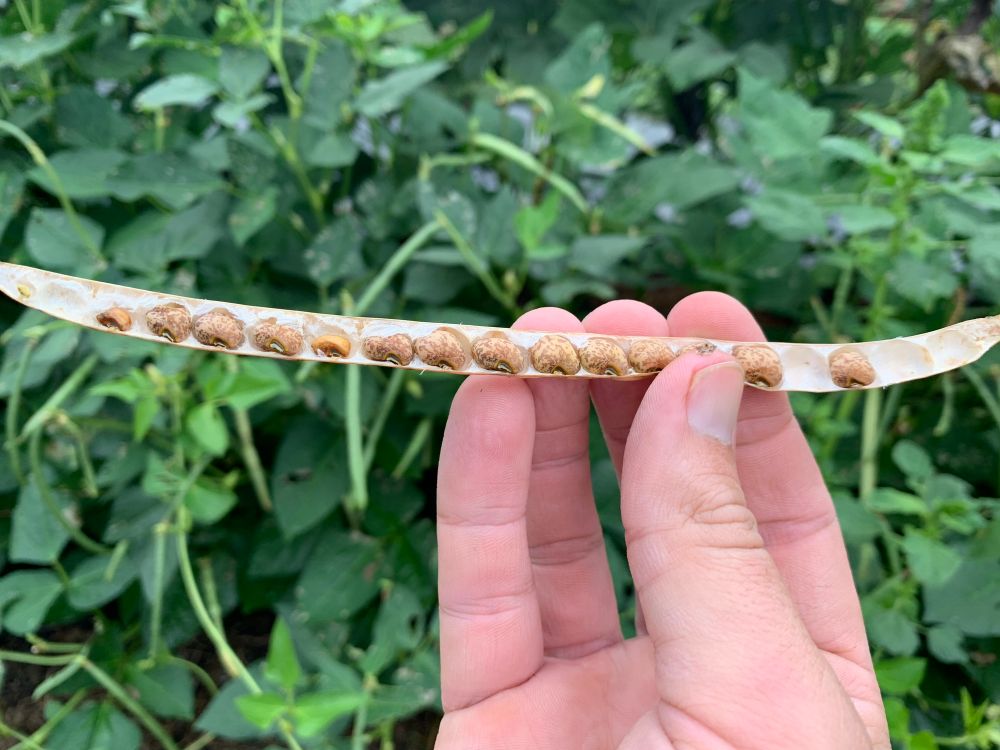 Holding a cowpea pod with the peas inside