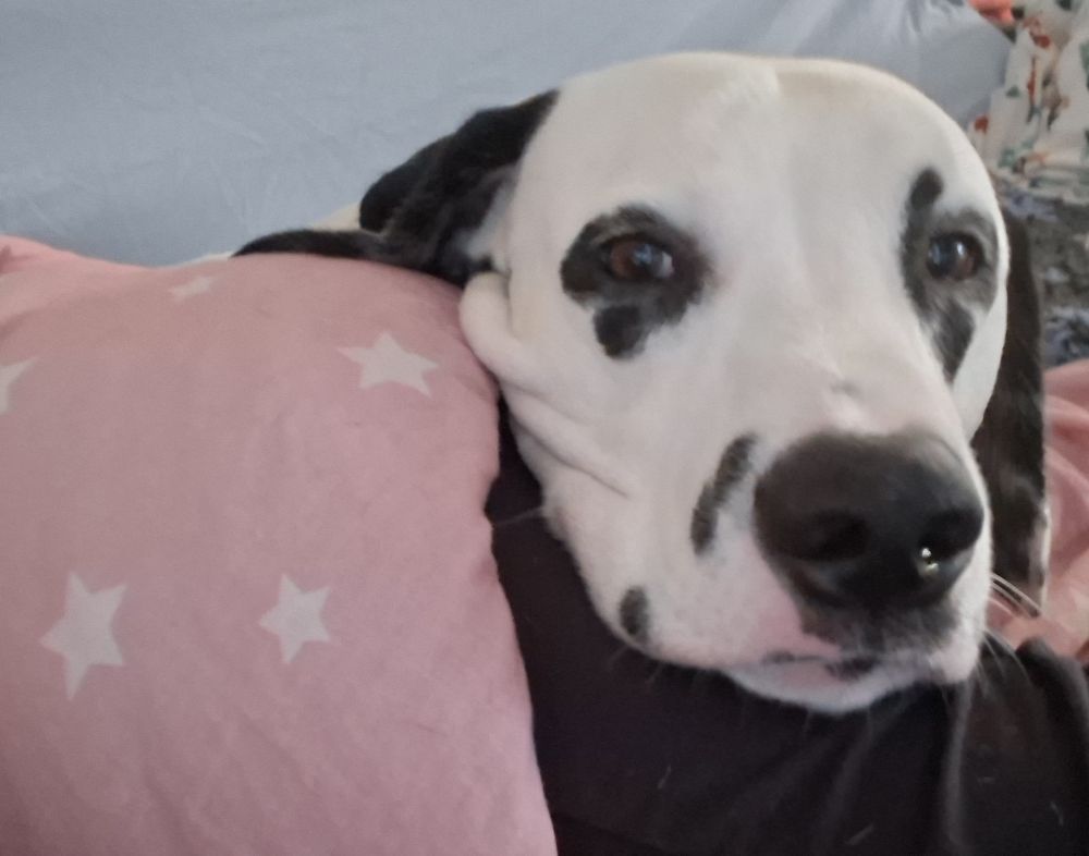 Ein schwarz weißer dalmatkner liegt mit dem Kipf auf einem Bein in schwarzer Hose. Er schaut müde 
Links ist eine rosa Decke mit Sternen. Km Hintergrund eine blaue Sofa Lehne. 