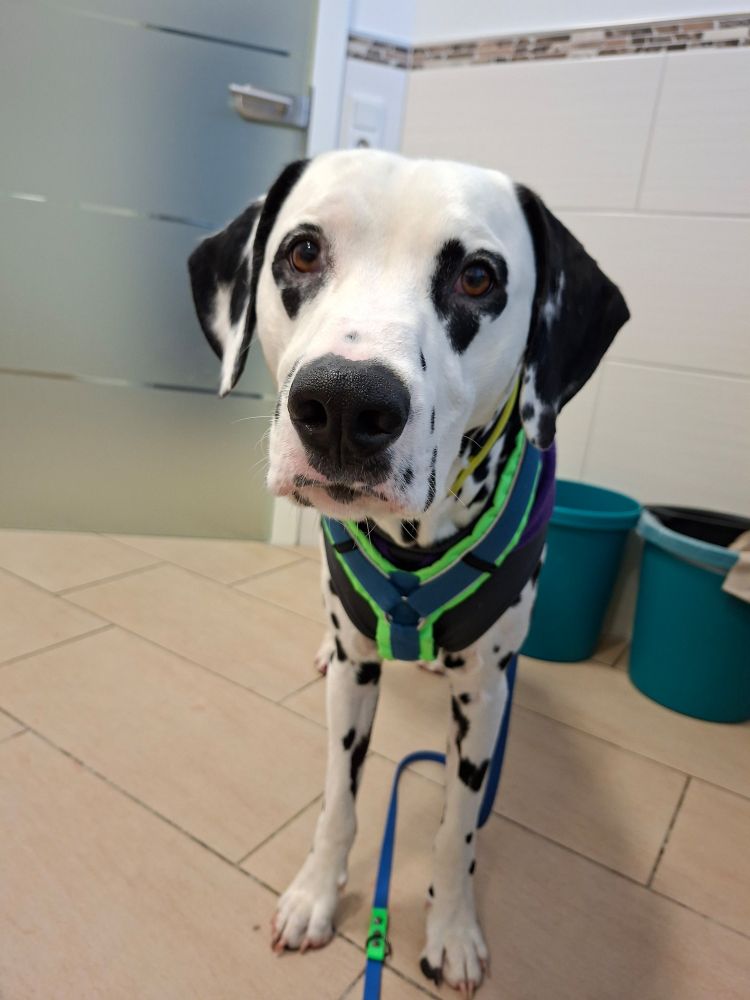 Ein schwarz weißer dalmatiner steht in ejner tierarztpraxis auf einem hellen Fliesen Boden. Rechts neben ihm sind 2 Türkise Eimer
Der hund trägt einen lila Mantel und ein grün blaues geschirr mit farblich passender leine.
Der hund schaut in die Kamera