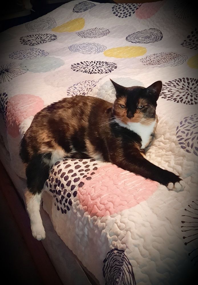 Torte cat taking a nap at the end of the bed with her leg hanging so far off the edge, it's amazing she doesn't slide off.