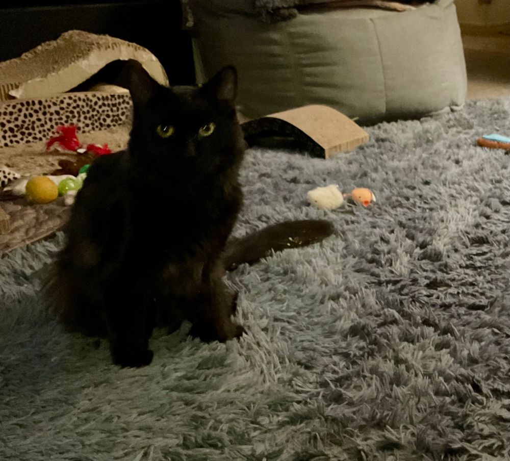 Black fluffy boy cat, sitting patiently. He just wants to play with his new kitty sisters.