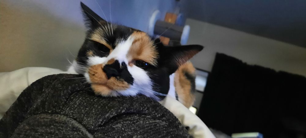 Calico cat relaxing on the top of sofa, face planted firmly, looking bored but comfortable.
