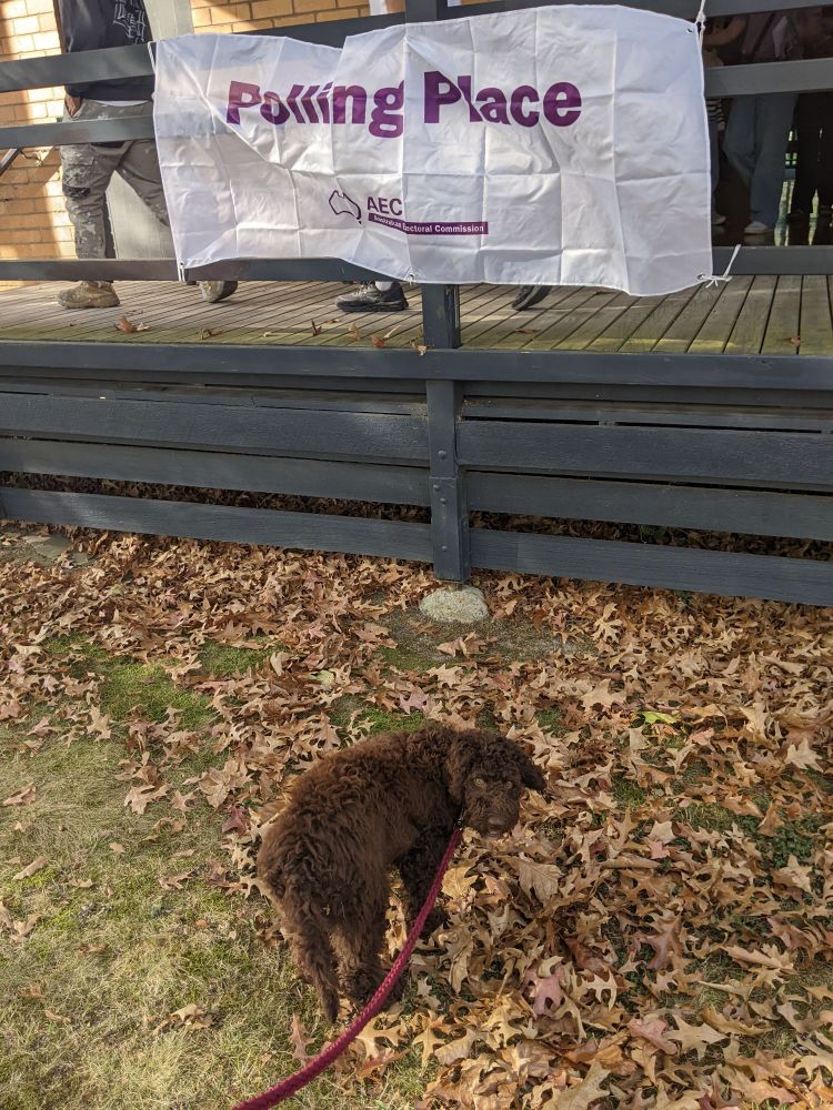 A photo of a chocolate Labradoodle puppy amongst a pile of leaves, staring back at the camera from under a polling place banner
