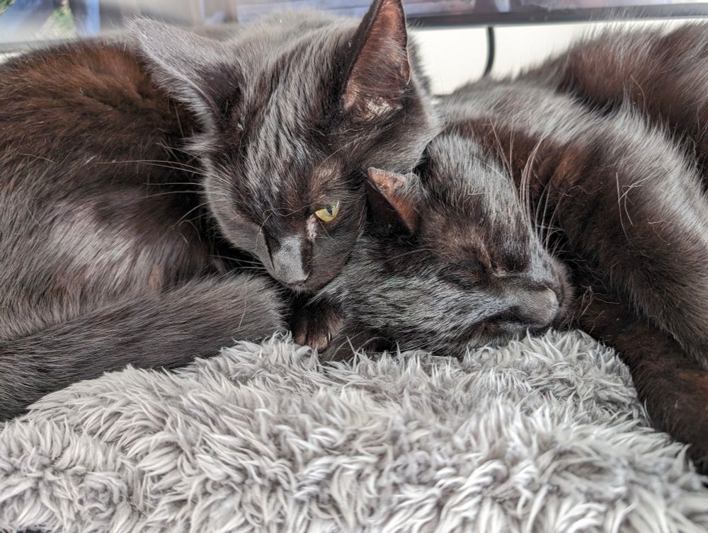 Two shorthair black cats cuddling up to each other 