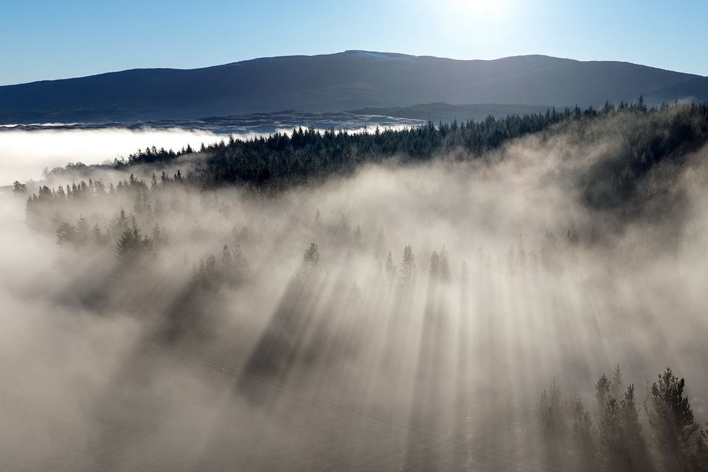 Dark shadows cast by trees in the mist