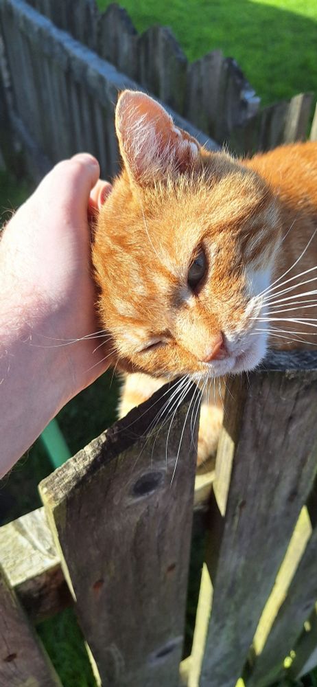 A ginger cat sat on a fence having a head stroke 