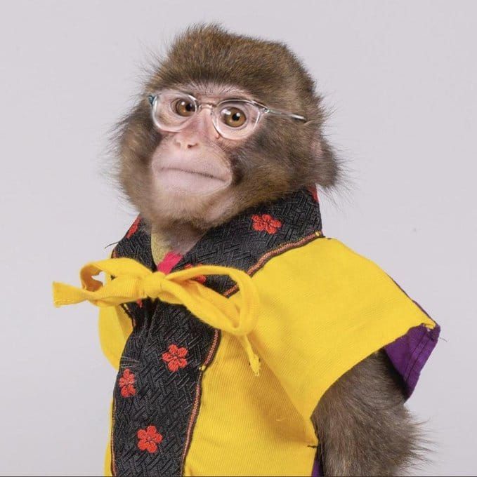 The Guardian Meme Monkey with added glasses 