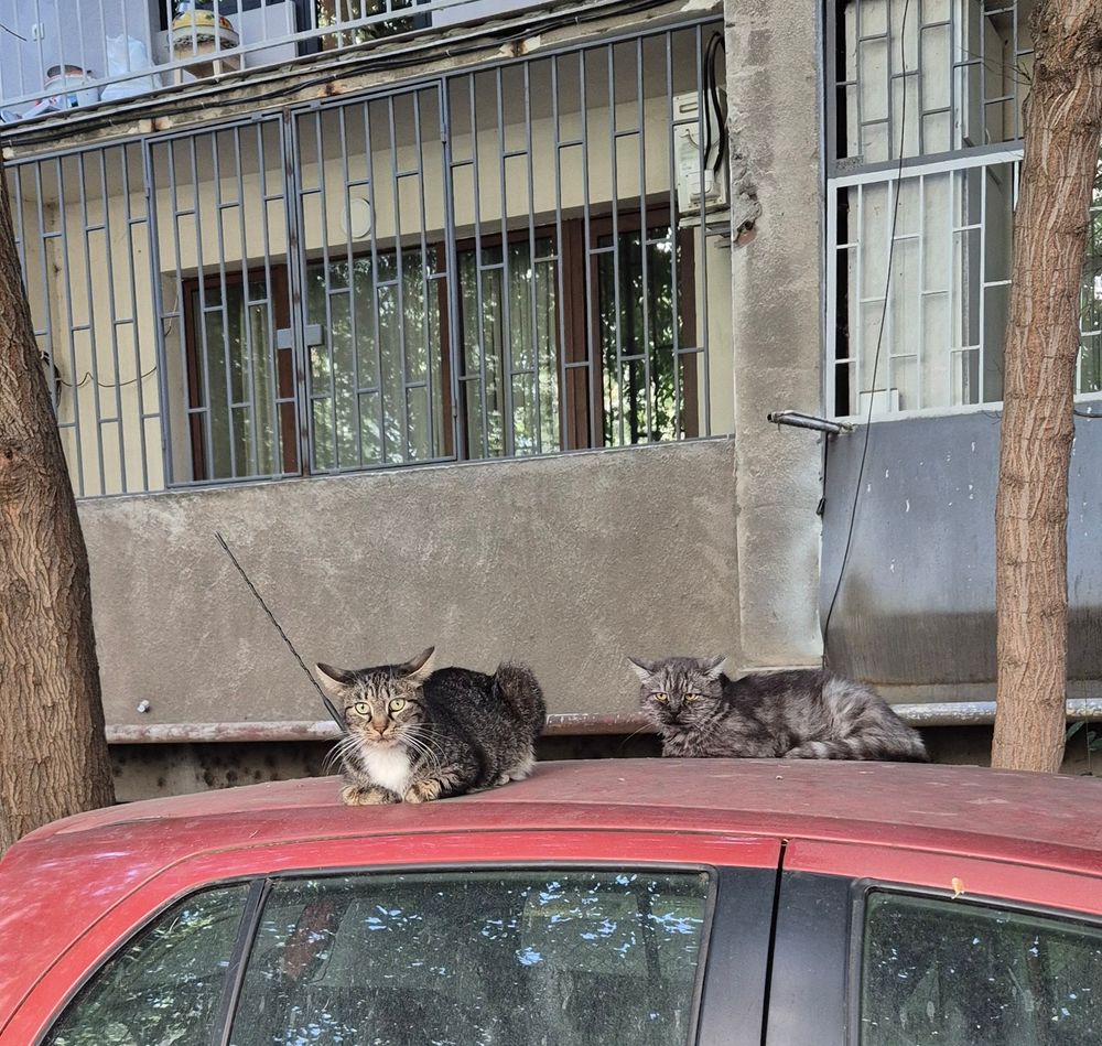 Two gray cats sitting on the roof of a red car
