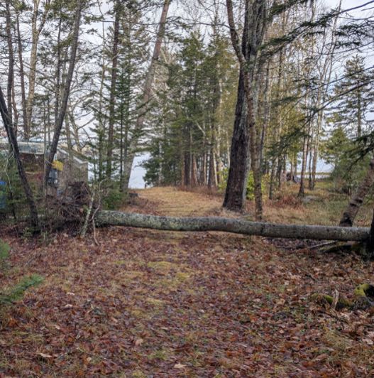 View of a wooded pathway reaching down to the sea cove which is visible through the trees - and the path is cut by a freshly storm-toppled polar tree in the midground.