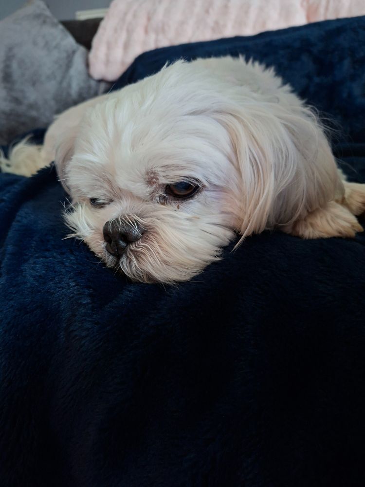 Zeko is a shih tzu who enjoys lounging on the couch and having his belly scratched. He is a floofy white dog with floppy ears and no patience for the ills of the world.