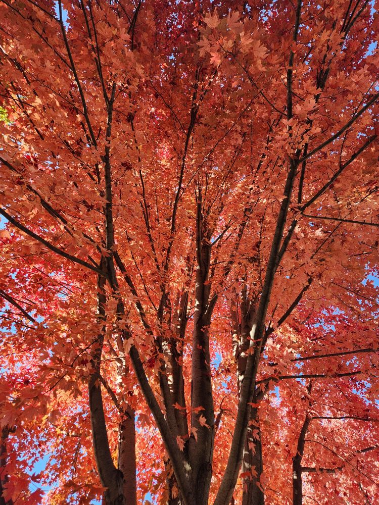 Looking up into a tree full of glowing red and orange leaves.