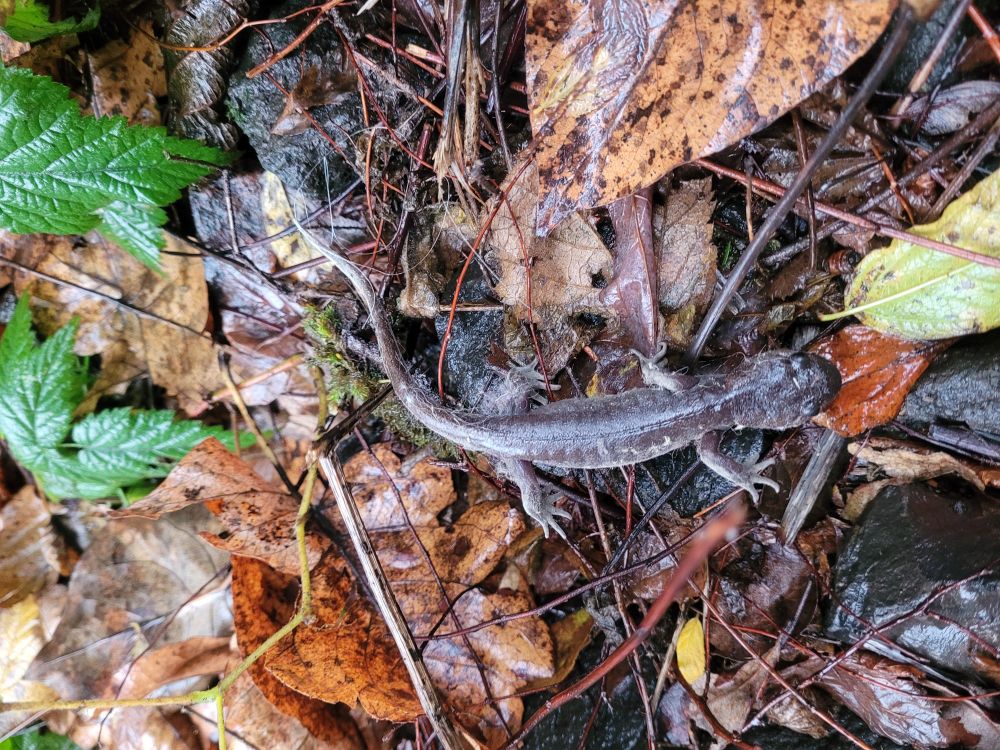 Removed from the Museum for not paying admission. ;) The same dark brown salamander, now relocated back outside where it belongs on a bed of wet leaves and plant debris. 