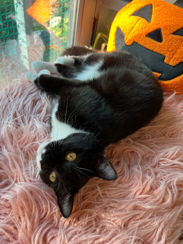 nugget resting on a pink shag rug next to a jack o lantern pillow