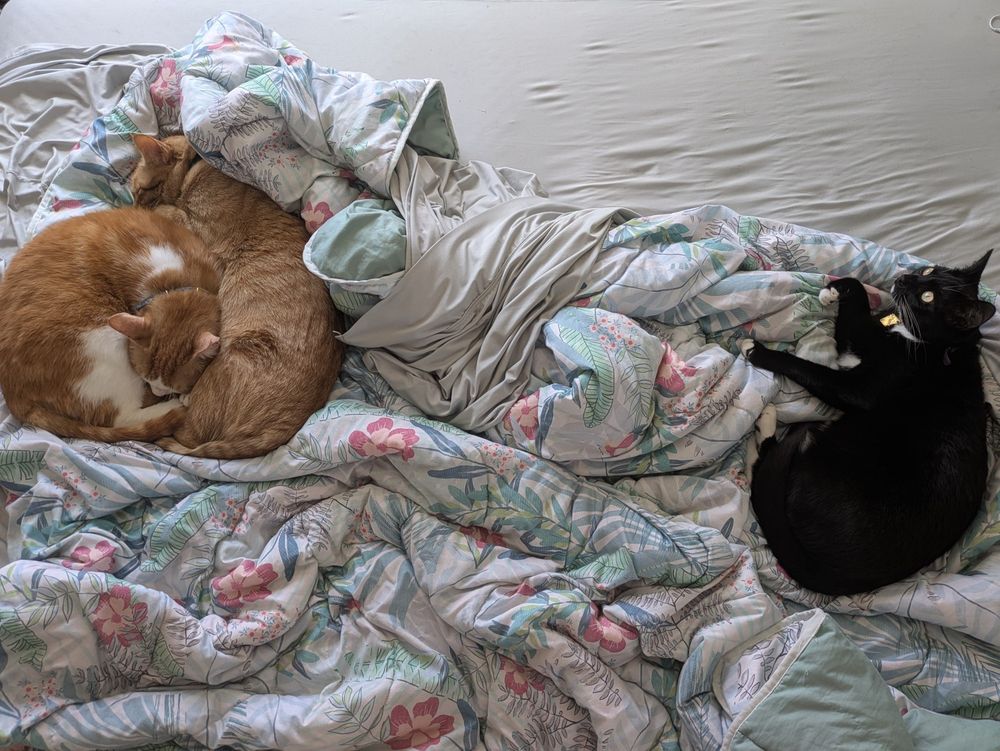 Orange tabby cat Pippin and Orange and White cat Marmalade are curled up together on a duvet together... While off to the right, the black teenage cat is curled up but looks alert. Almost like she's planning something.