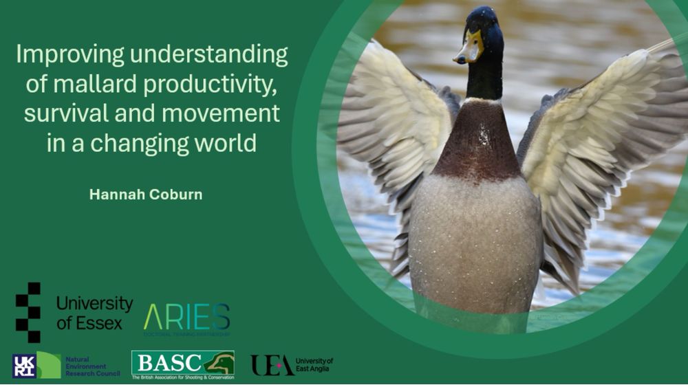 Green background with photo of drake mallard with outstretched wings. Title: “improving understanding of mallard productivity, survival and movement in a changing world (Hannah Coburn)”. Bottom left: Essex University, ARIES, NERC, BASC, UEA logos. 