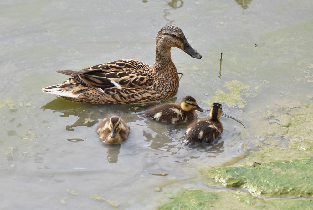 Female mallard with three ducklings