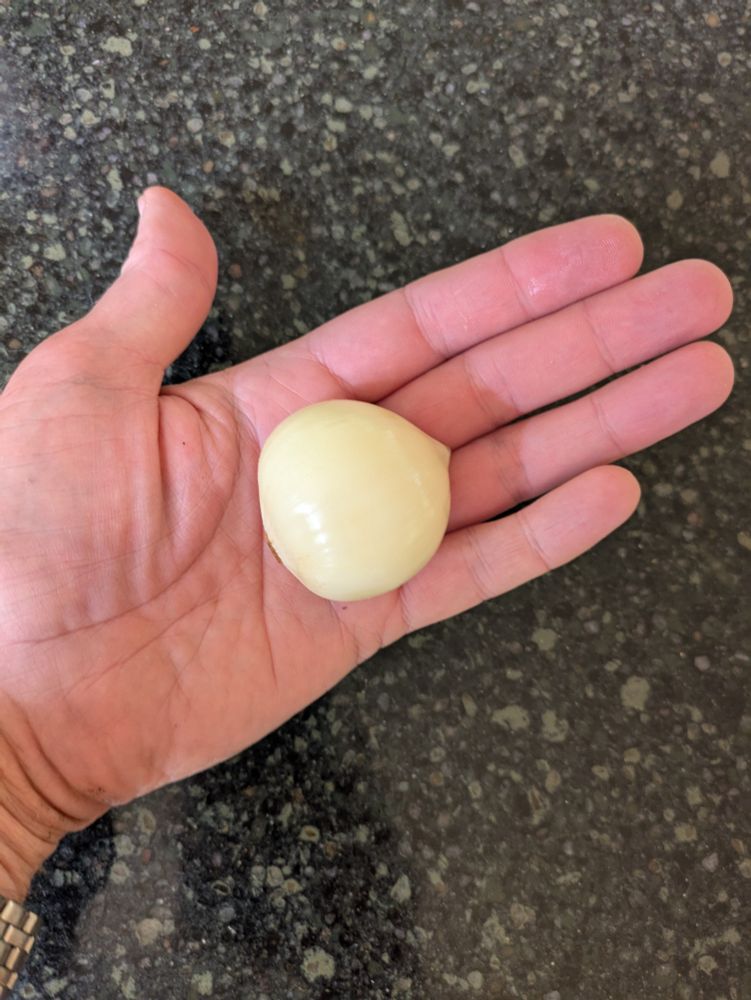 A large, peeled clove of garlic in a man's hand.
