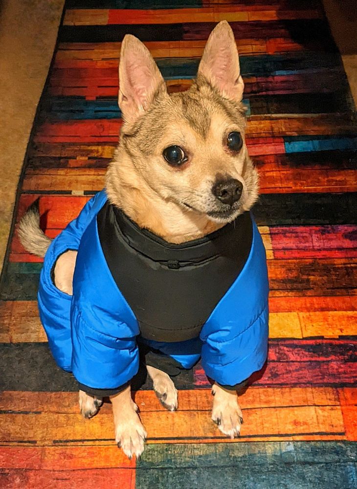 My deer type Chihuahua Juan, modeling his new snowsuit