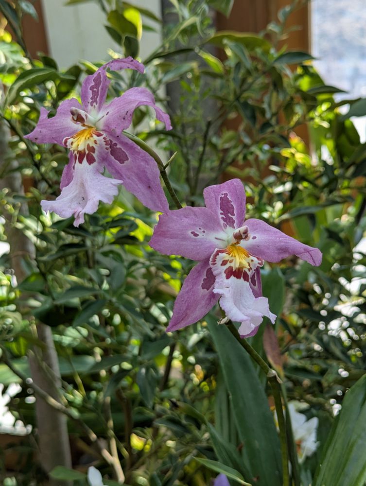 Lavender and white frilly orchids with green foliage.