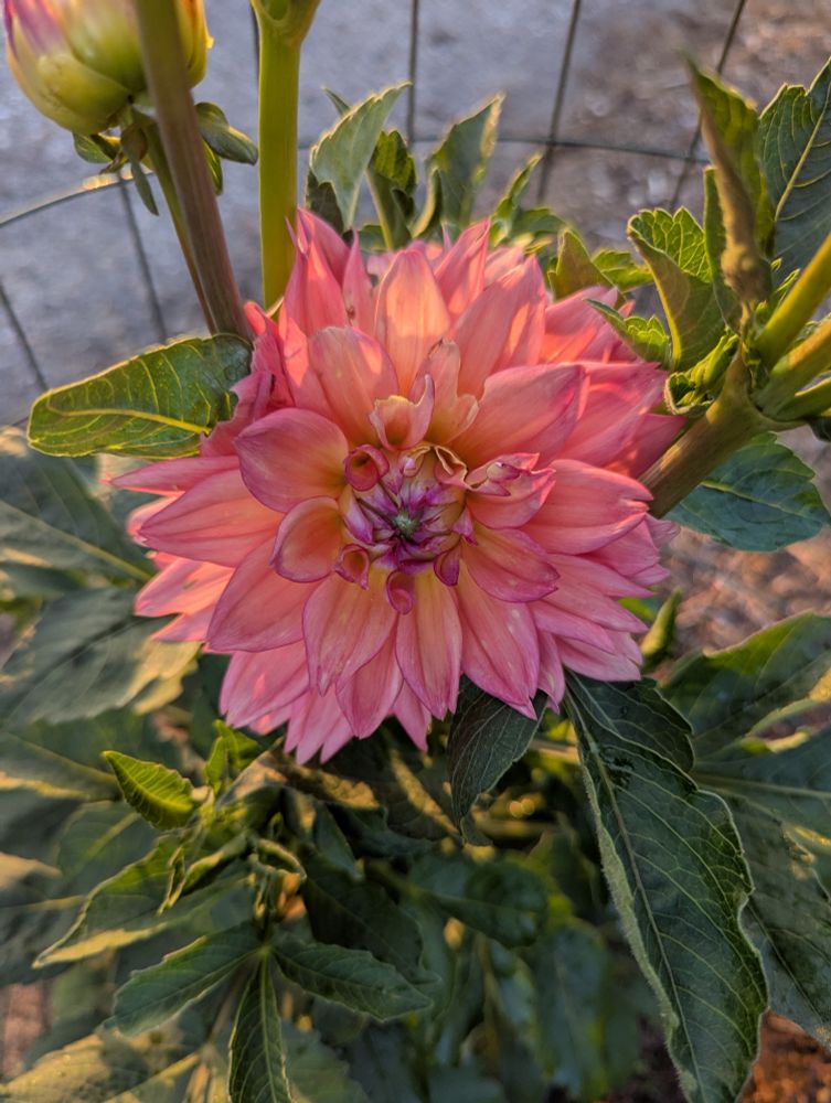 A large fluffy dahlia bloom in sunset pink and coral. 