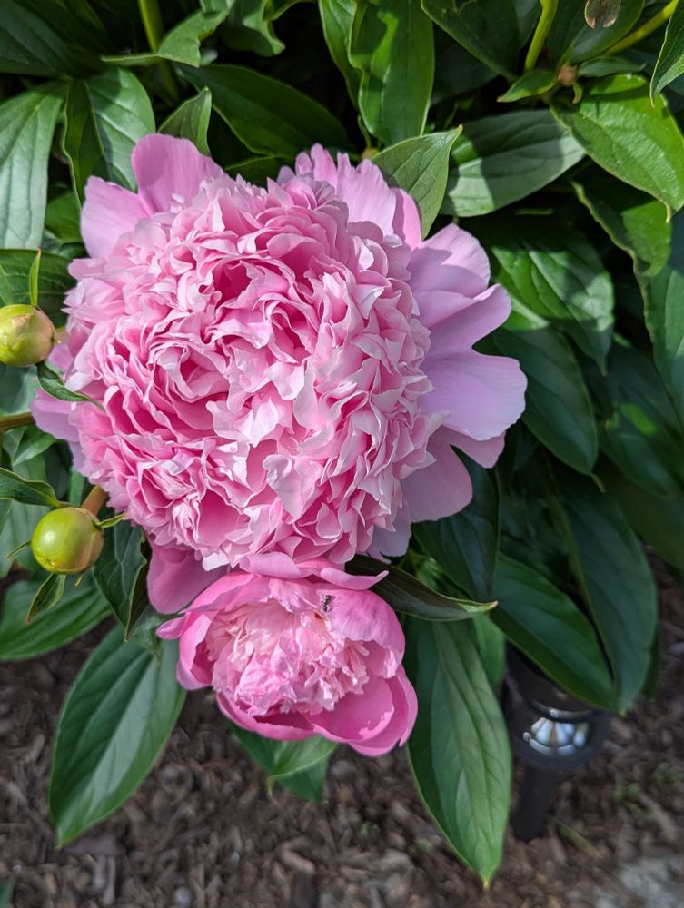 Two fluffy pink peony blooms with foliage. 