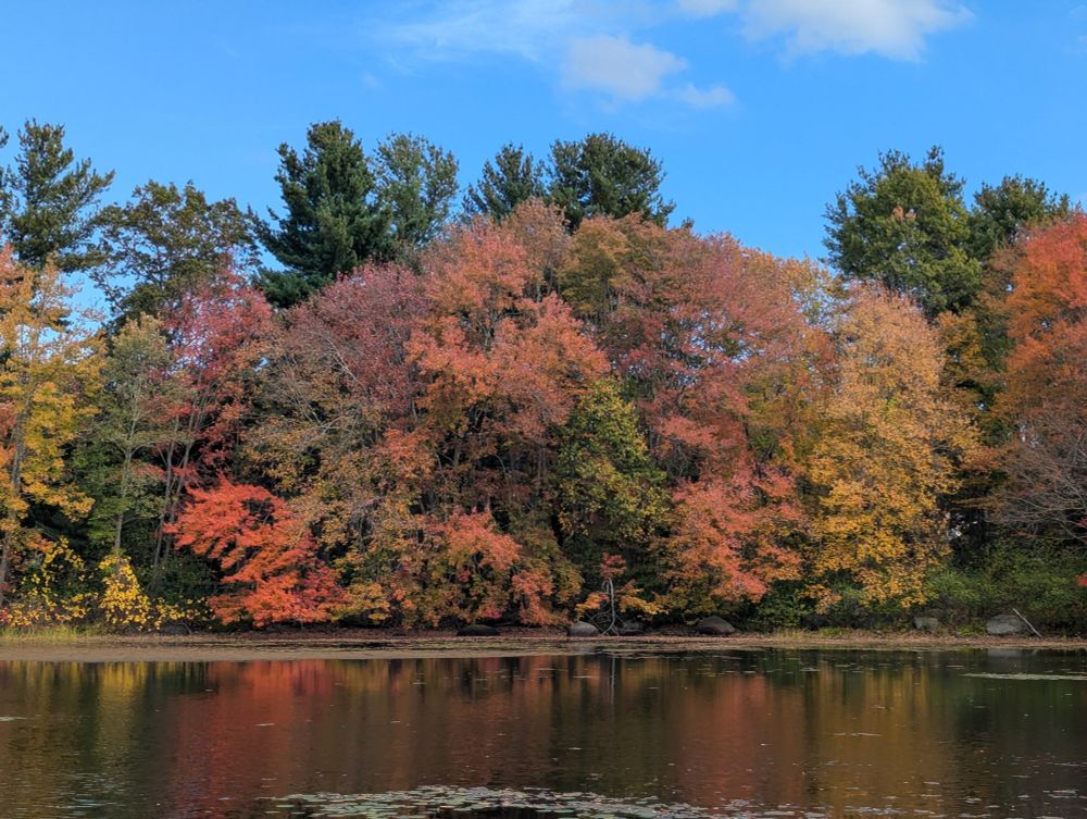 Bright orange and yellow-leaved  trees at the edge of a pond. 