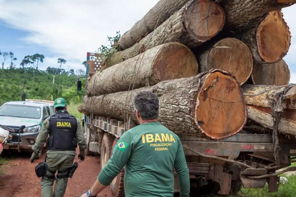 Extração ilegal de madeira aumentou 19% na Amazônia - Imazon