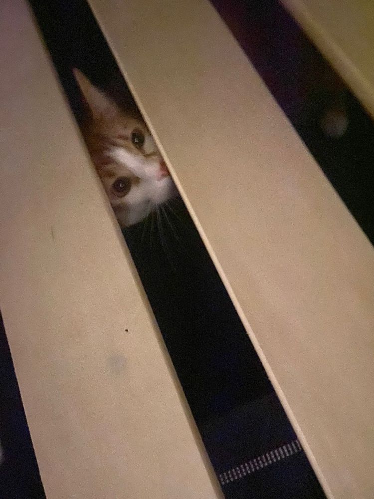 An orange and white doofus (cat) peers plaintively between the slats of a bed; the bed he crawled under but for some unknown reason cannot escape from 