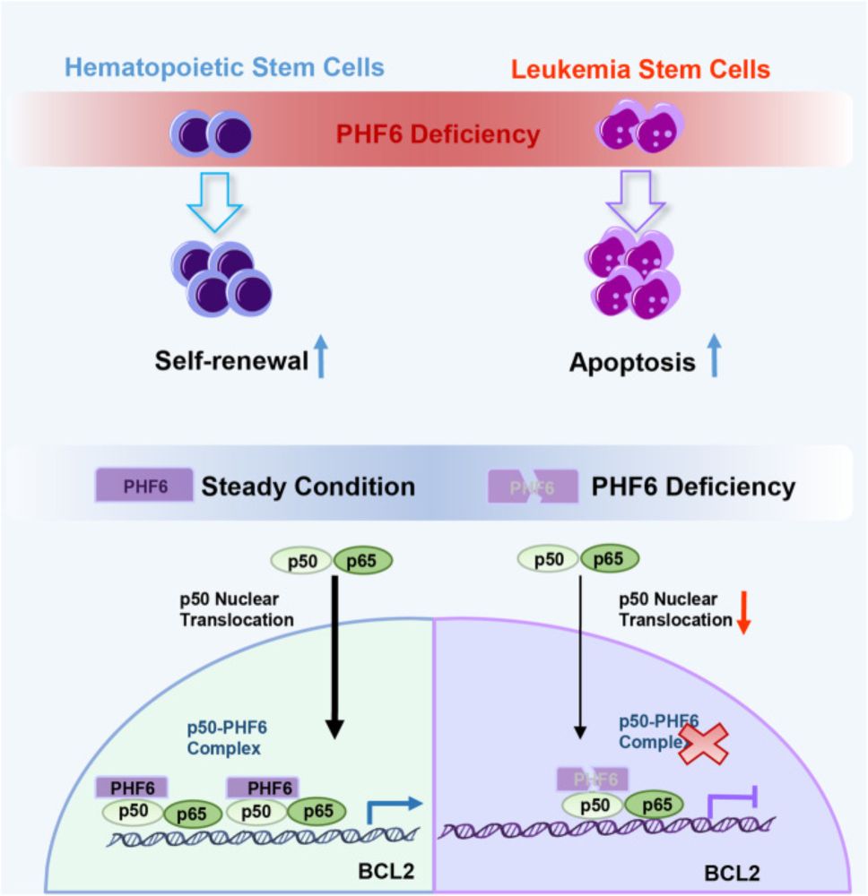 The role of PHF6 in acute myeloid leukemia