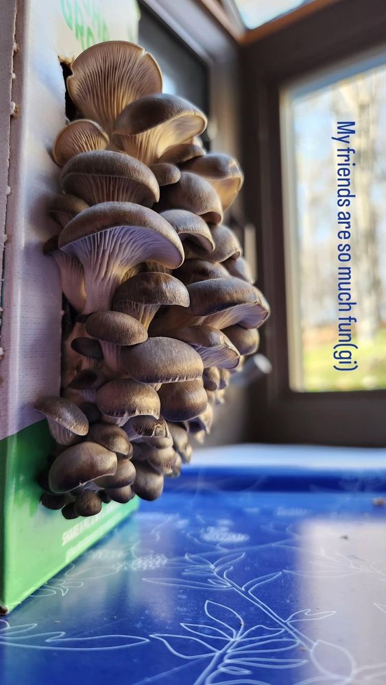 Pearl oyster mushrooms growing from the cardboard box of a grow kit on a deep windowsill. The view is angled slightly upward, so we can see the gills under the mushroom caps. The mushrooms look perky but a little tentative, leaning out toward the indirect winter sunlight. Bare trees are visible through the window, out of focus. Let's not think too much about the cold, they seem to suggest. 

Dark blue text running vertically in line with the tree trunks reads, "My friends are so much fun(gi)".