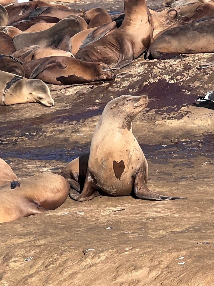 Image of multiple sea lions on the rocks. In the foreground is a sea lion with a heart shaped marking on his chest. 