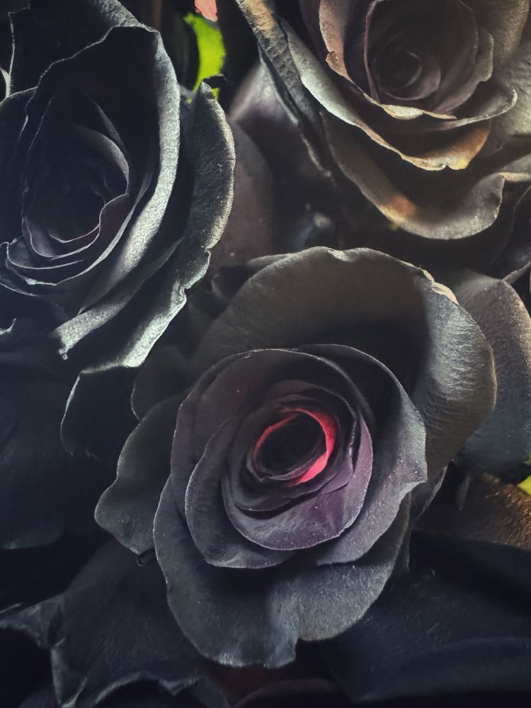 Red roses dyed deep black
