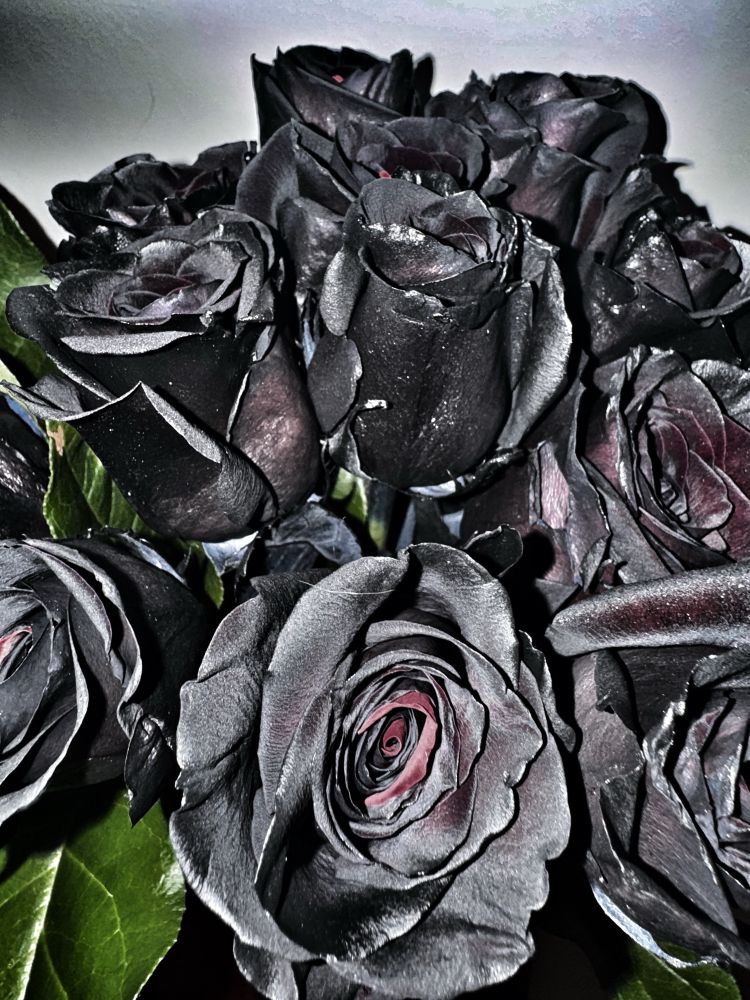 A bunch of 12 black roses 