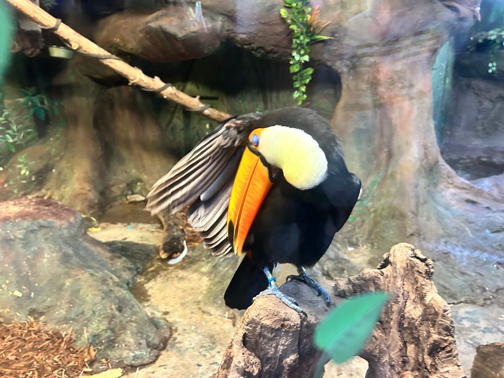 Images of Frida the Toucan posing for some photos.