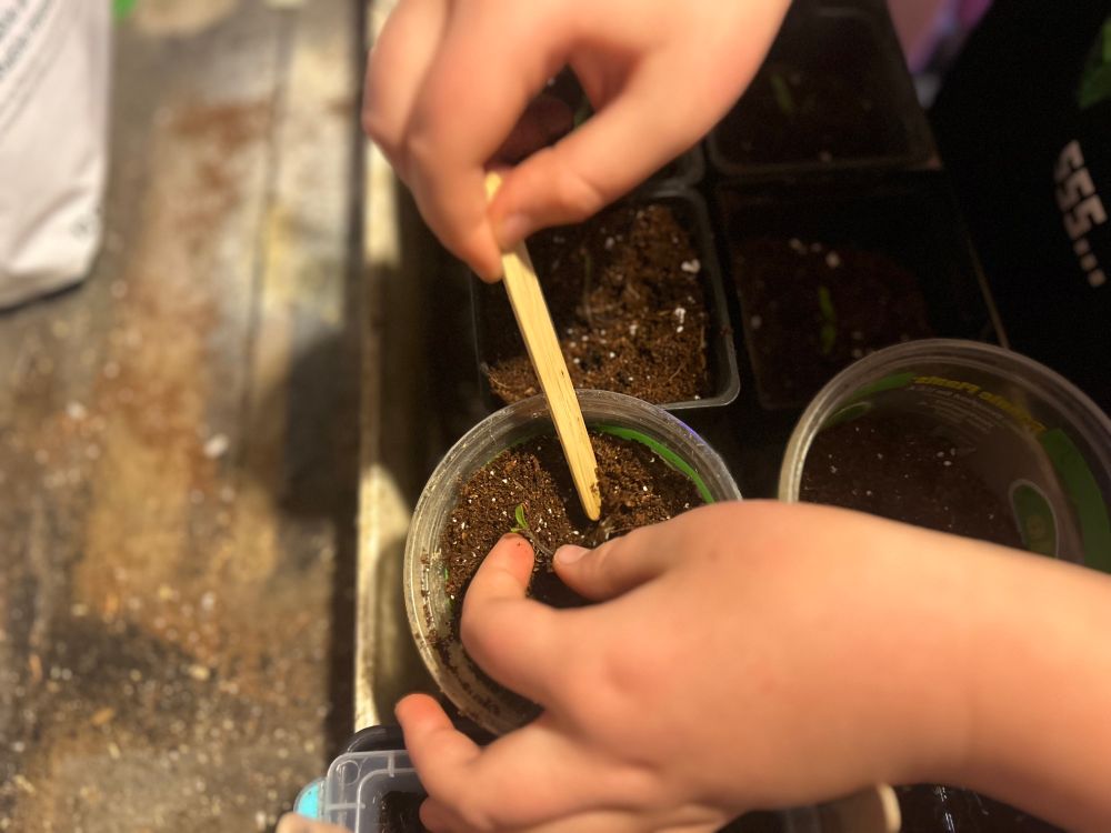 A closeup of Sam’s hands, his left holding the leaf of a seedling, while the right uses the popsicle stick to push the dirt into place