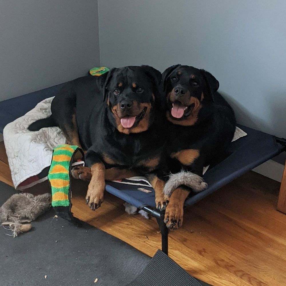 Two rottweilers lying on a dog cot covered in toys.  They are smiling at the camera.