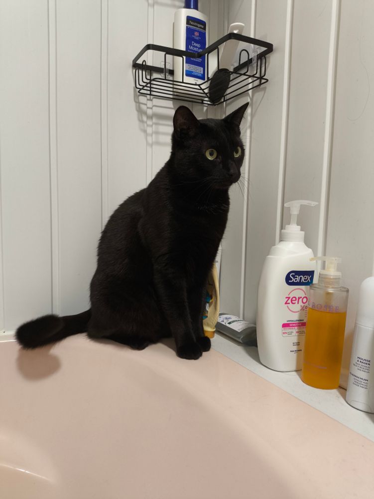 chat noir sur le rebord d'une baignoire 