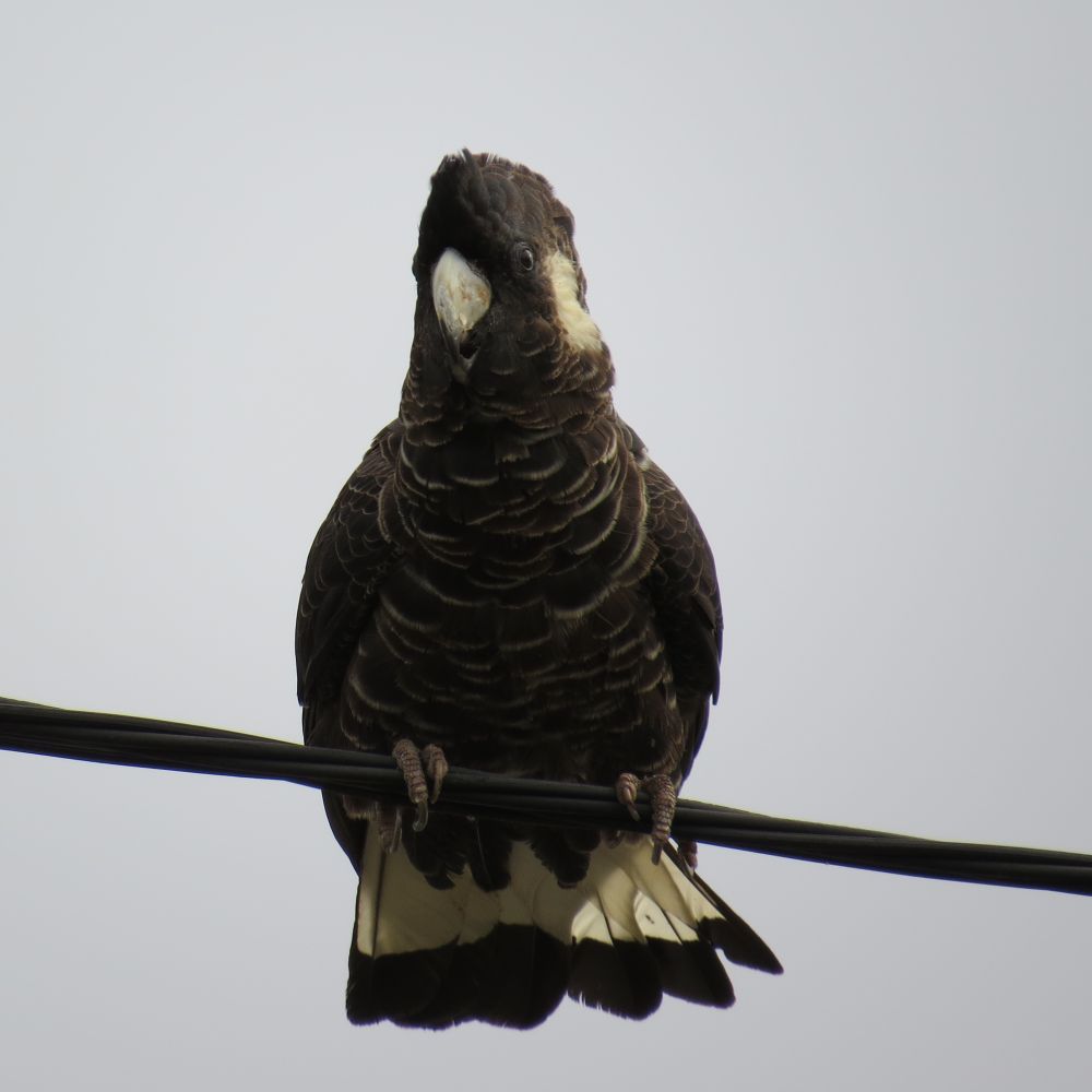 Photo of a Carnaby Black cockatoo
sitting on an electricity cable. The bird is facing the photographer. The beak is grey, eyes black, it has white round patches on its cheek. Tail feathers are white with black tips. 