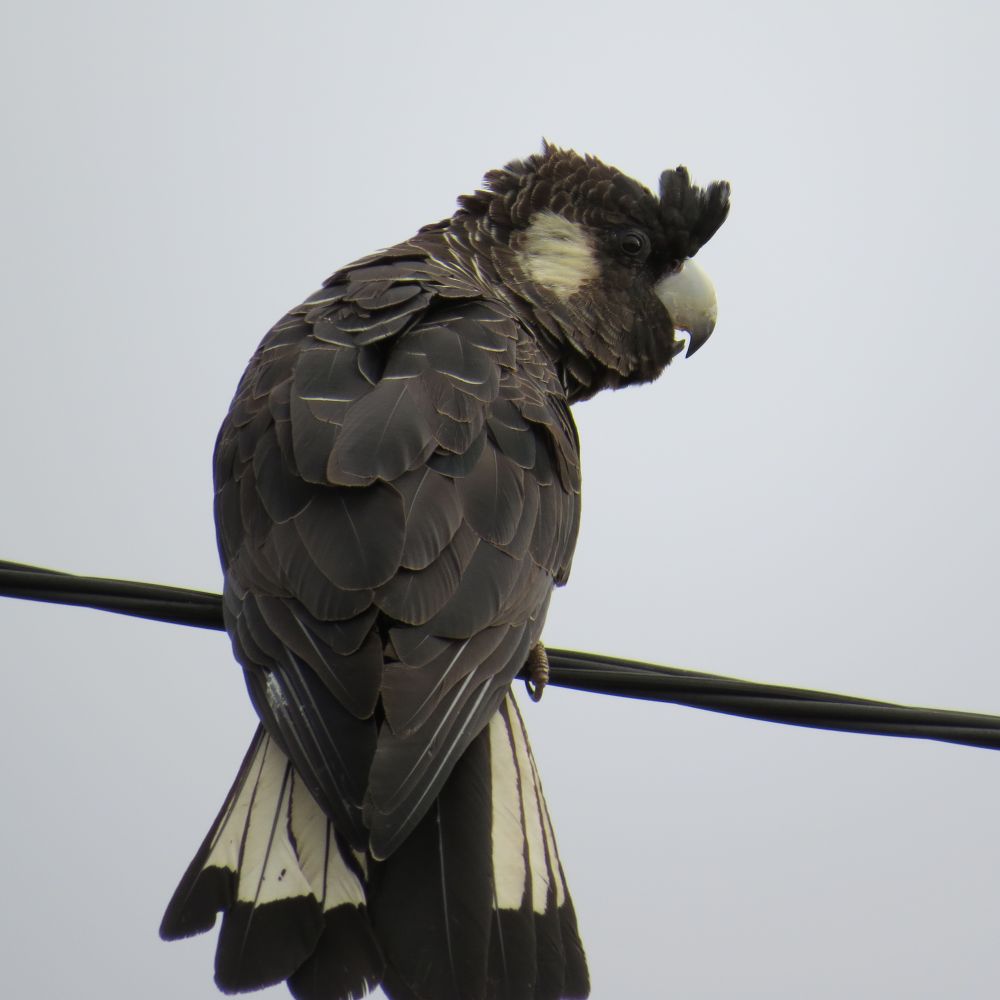 Picture of a Carnaby Black cockatoo. The bird is sitting on an electricity cable. The bird is sitting with its back to the photographer, but has turned its head to the right. It has its little crest up on the top of its head. The bird is black and has white cheeks and white tail feathers with black tips. 