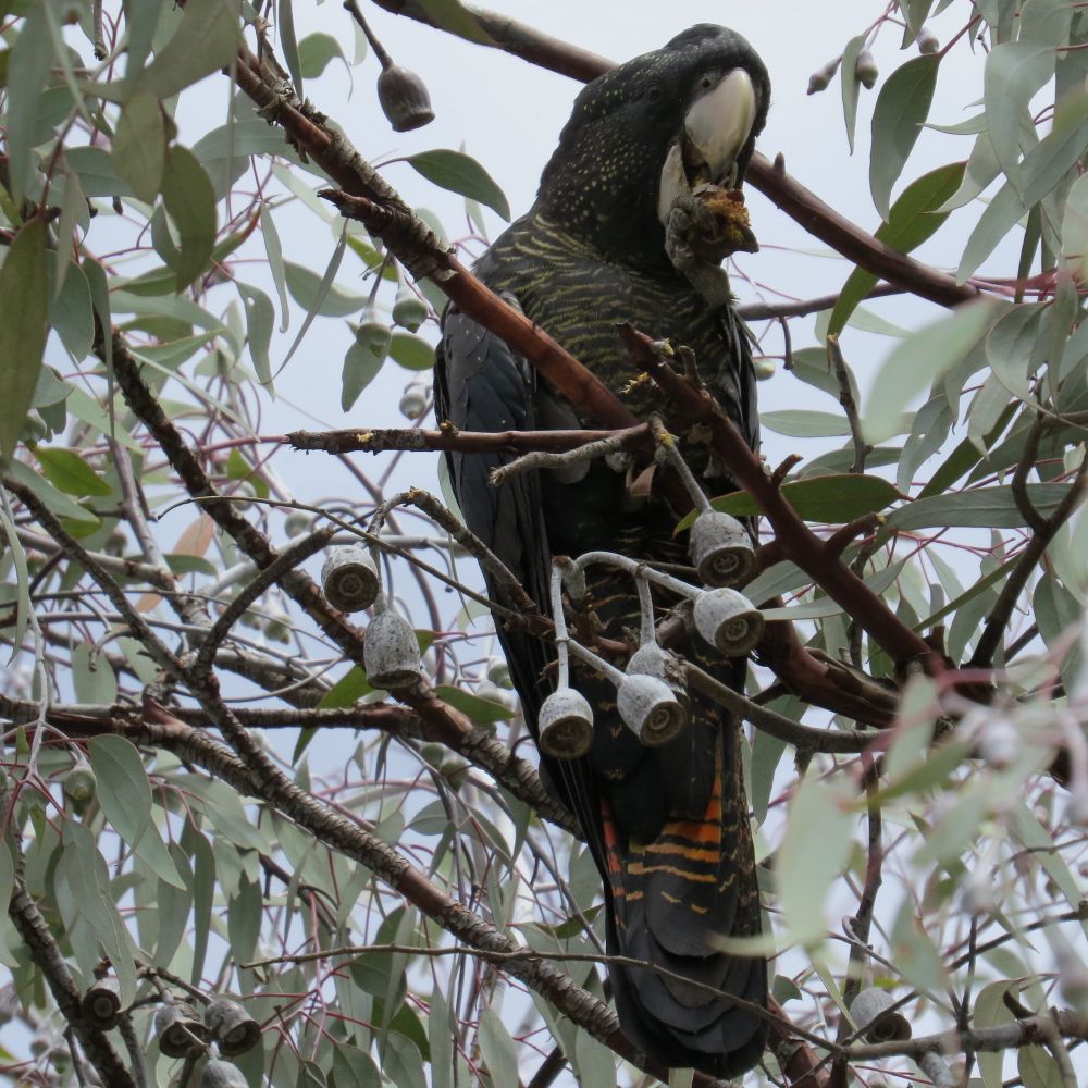 A picture of a large red tailed black cockatoo eating a nut from a eucalyptus tree. The bird has a nut in its beak. The main colour of the bird is black and it has fine yellow stripes across its body. The tail feathers are black with yellow, orange and red horizontal stripes.